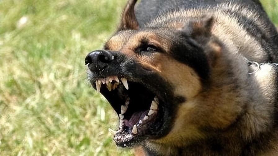 今期生肖讲故事吼中杂狗全可收是什么生肖的警惕虚假宣传-全面释义、解释与落实、统计解答解释落实
